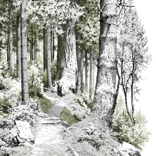 A footpath winding through an old-growth forest